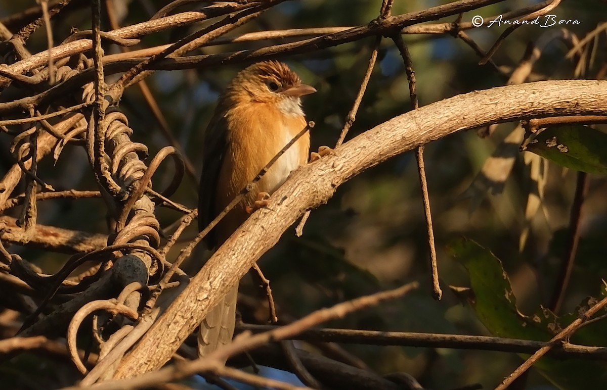 Tawny-bellied Babbler - ML647167048