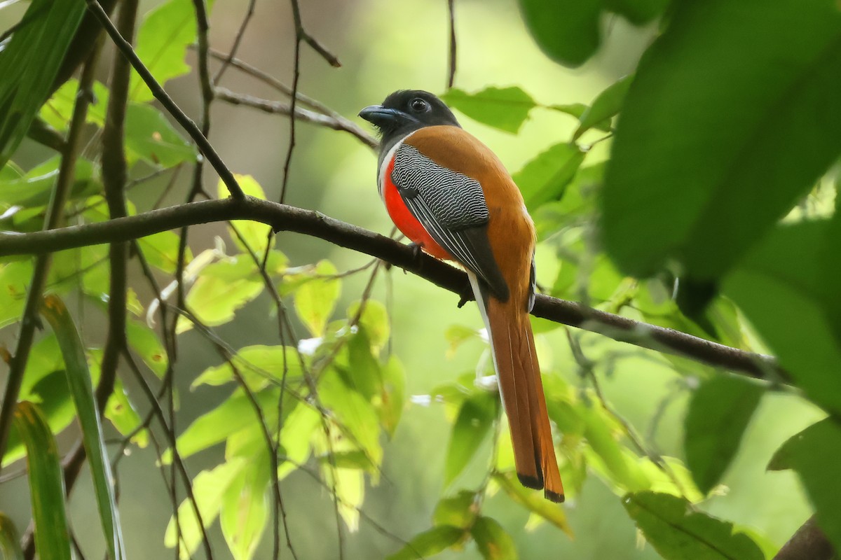 Malabar Trogon - ML647167049