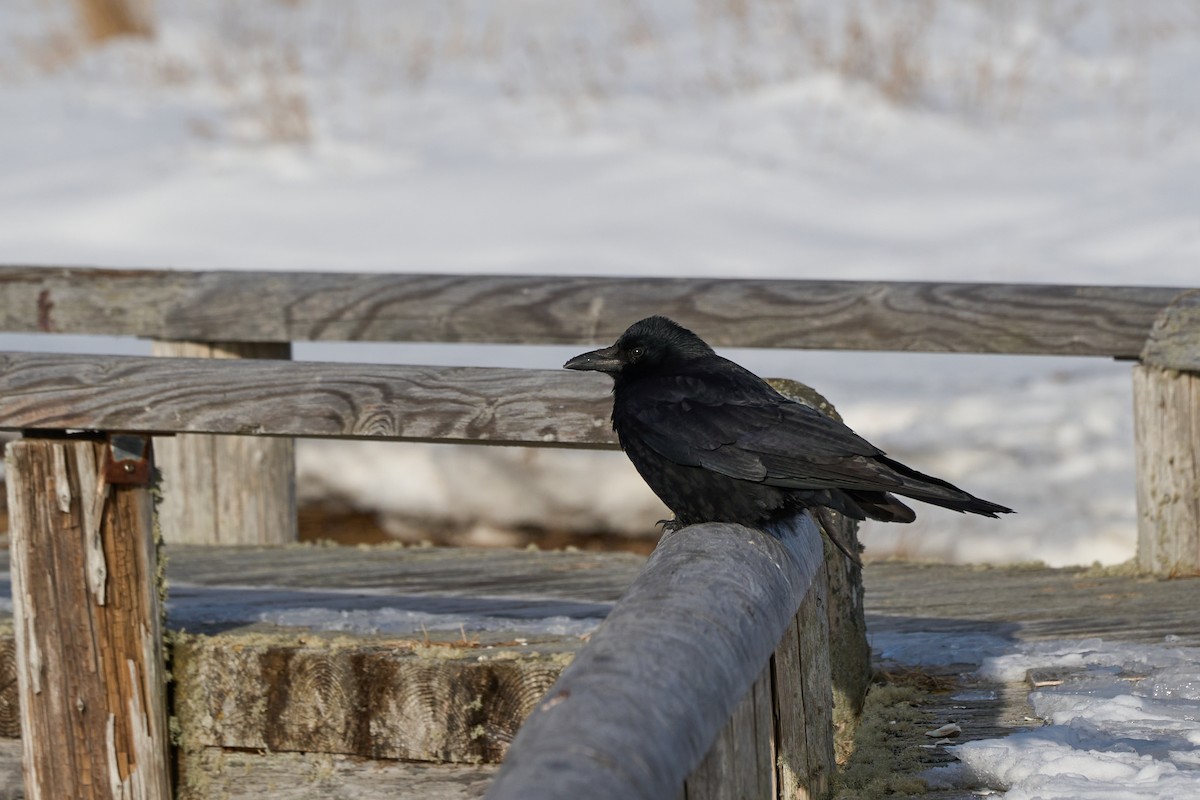 Large-billed Crow - ML647167051
