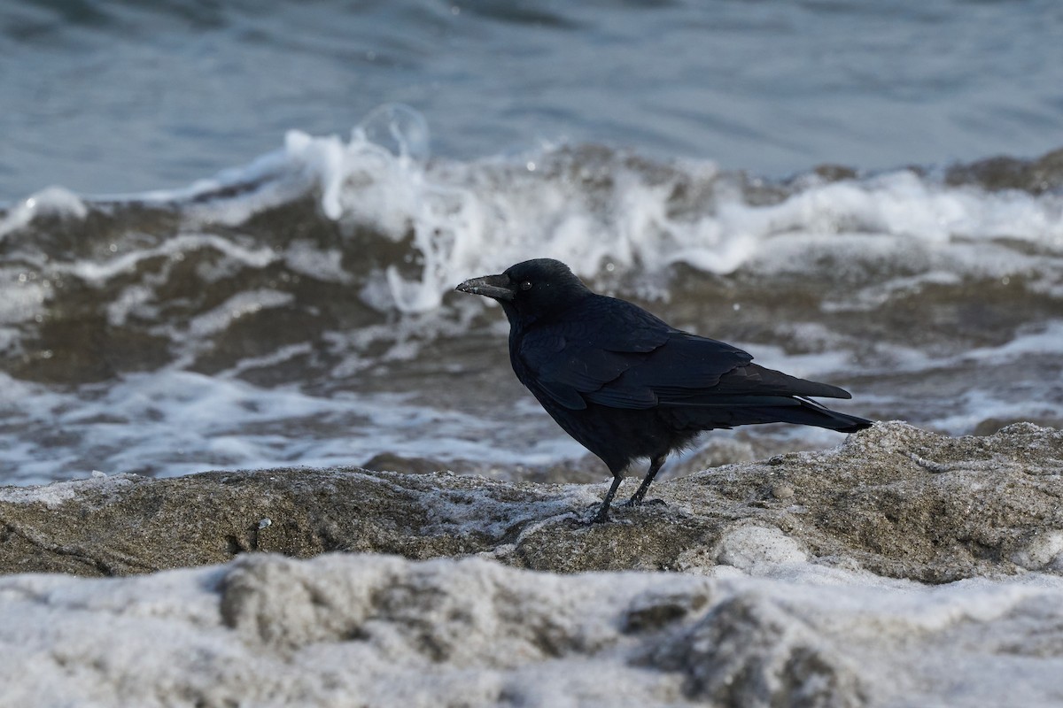 Carrion Crow - ML647167052