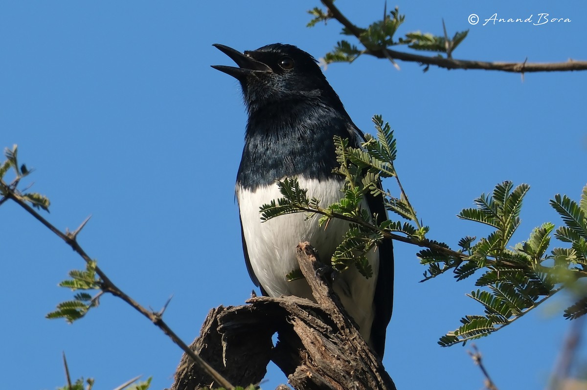 Oriental Magpie-Robin - ML647167053