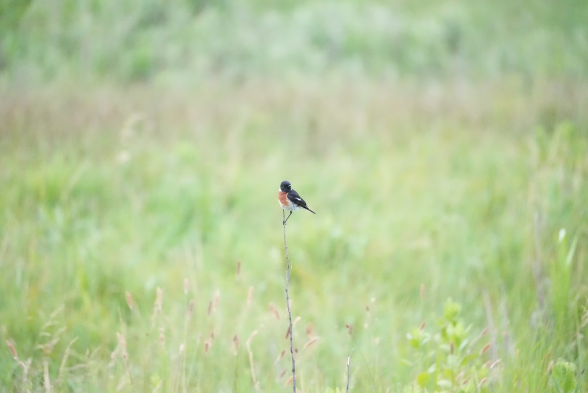 African Stonechat - ML647167054