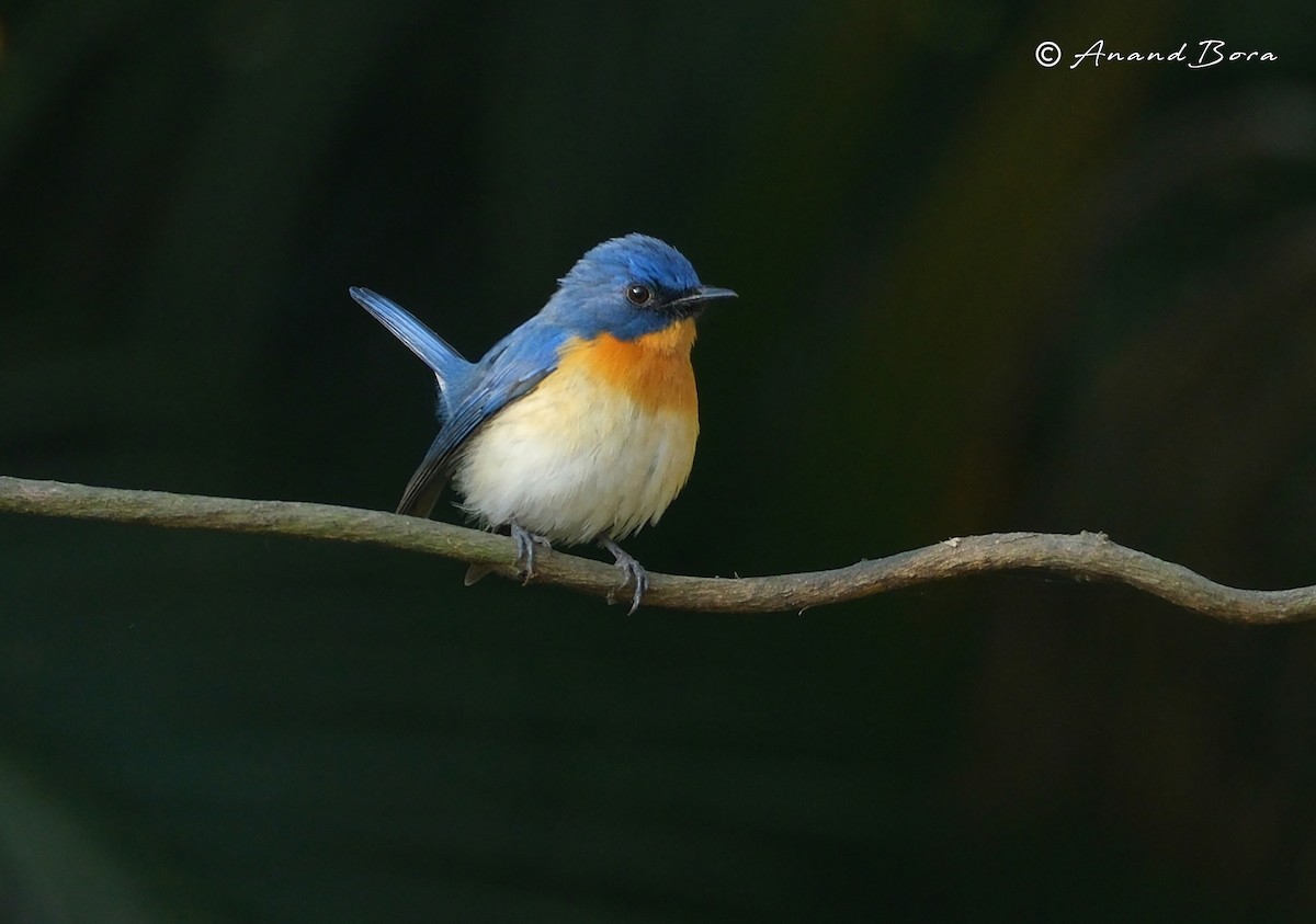 Tickell's Blue Flycatcher - ML647167055