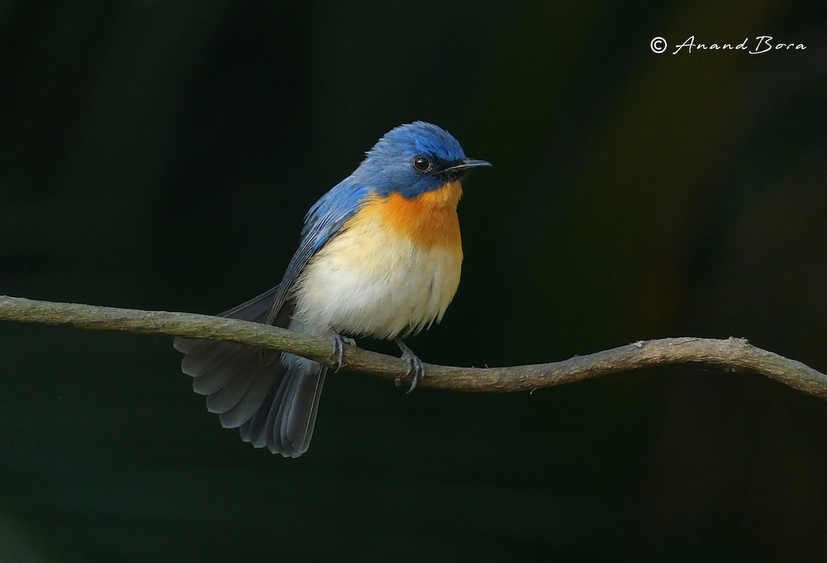 Tickell's Blue Flycatcher - ML647167056
