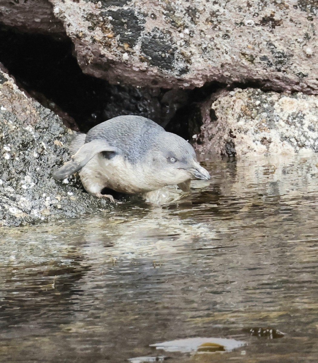 Little Penguin - ML647167057