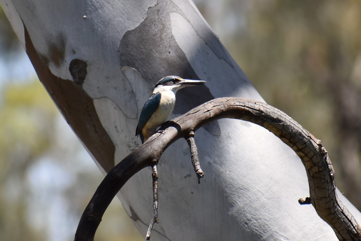 Sacred Kingfisher - ML647167058