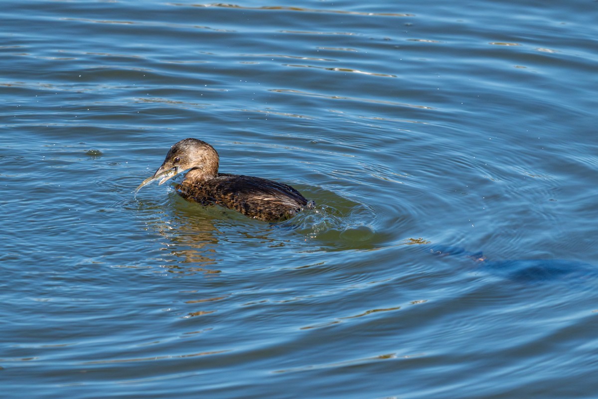 Pied-billed Grebe - ML647167059