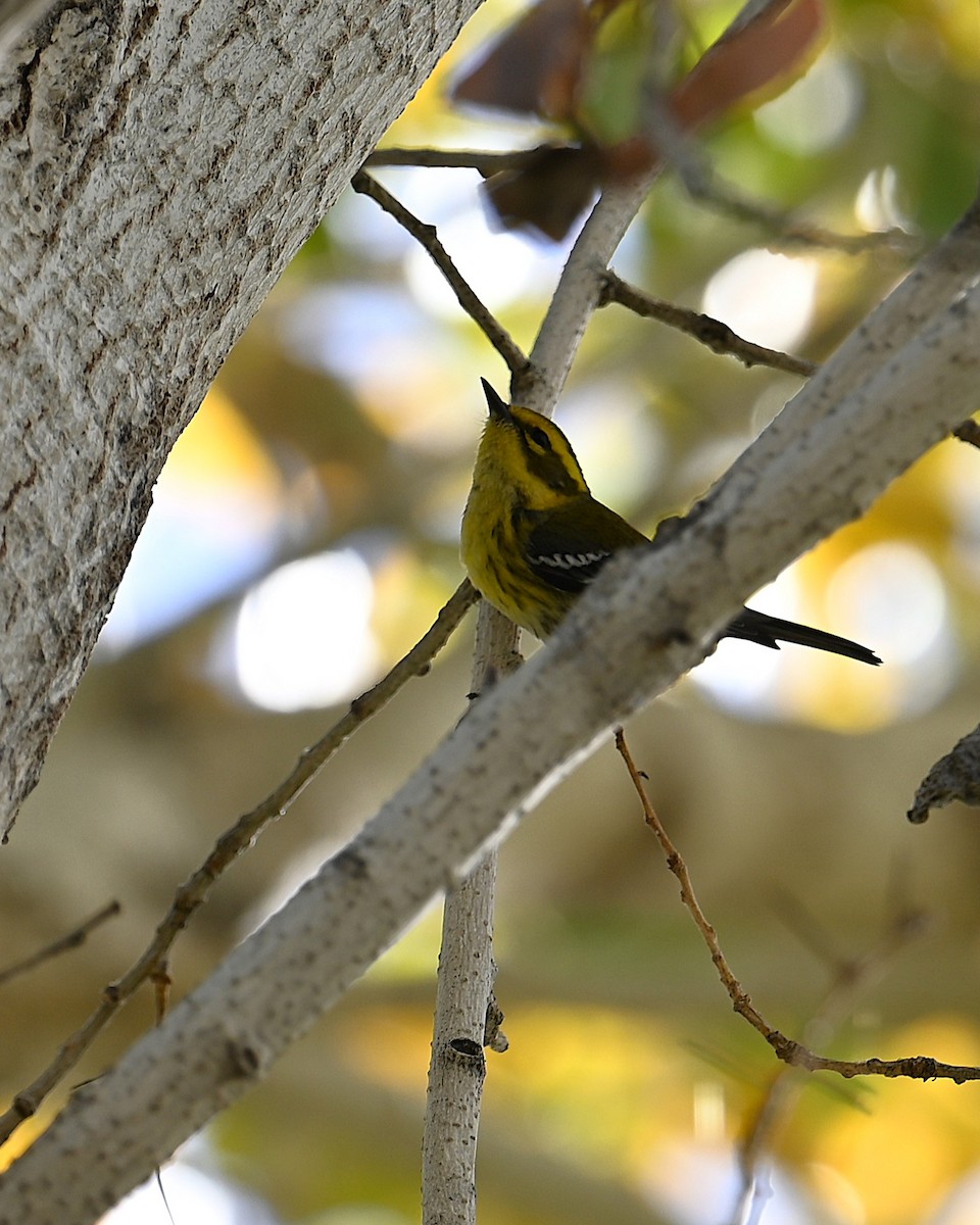 Townsend's Warbler - ML647167060