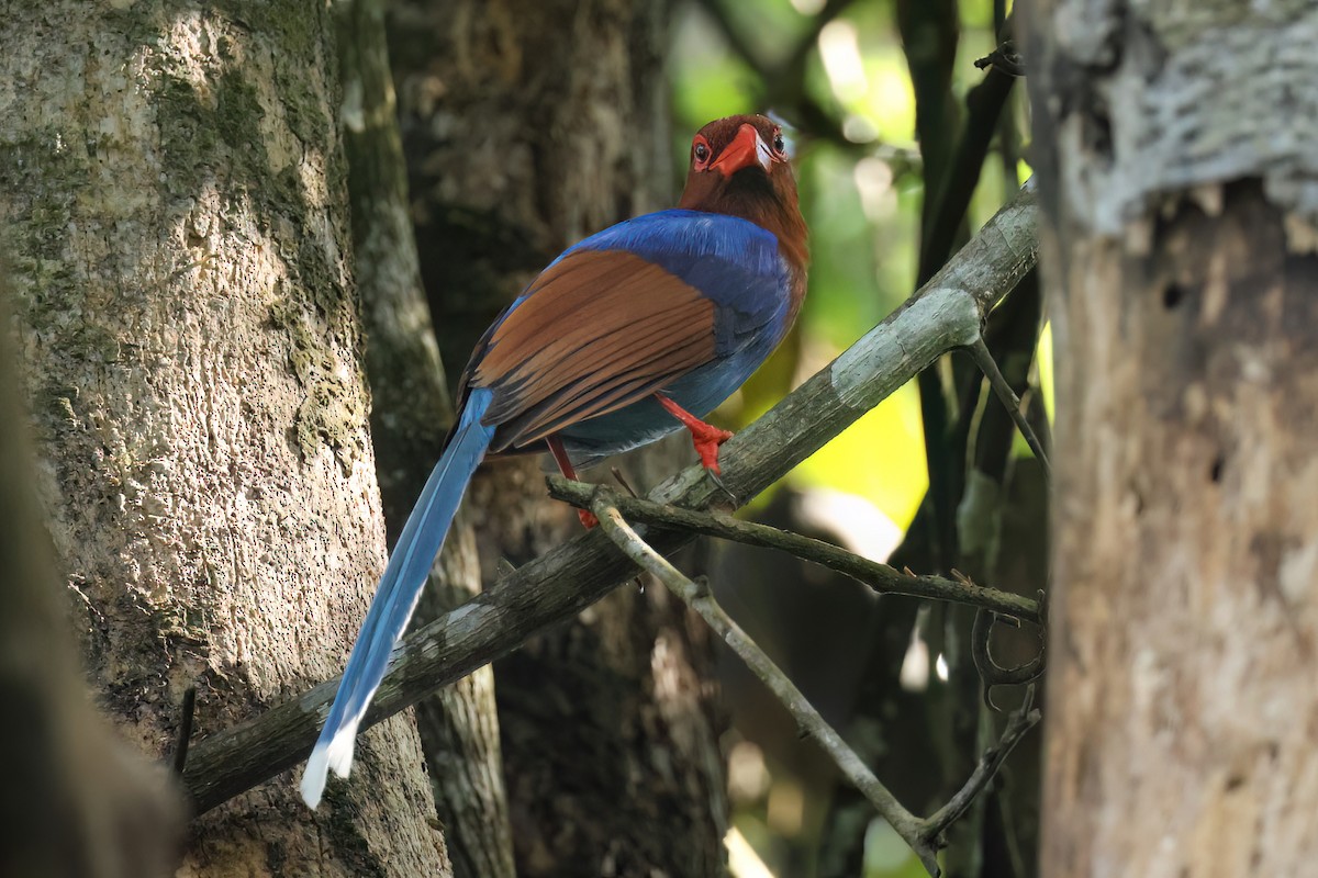 Sri Lanka Blue-Magpie - ML647167061
