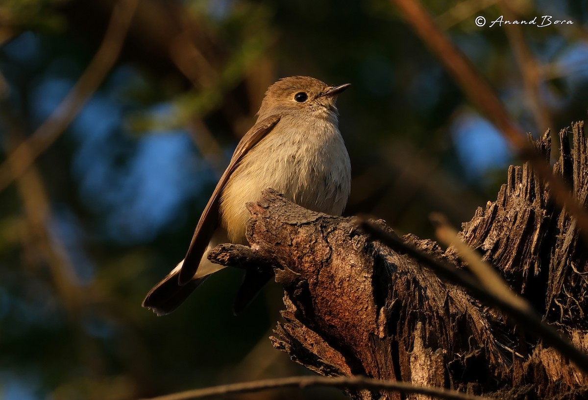 Taiga Flycatcher - ML647167062