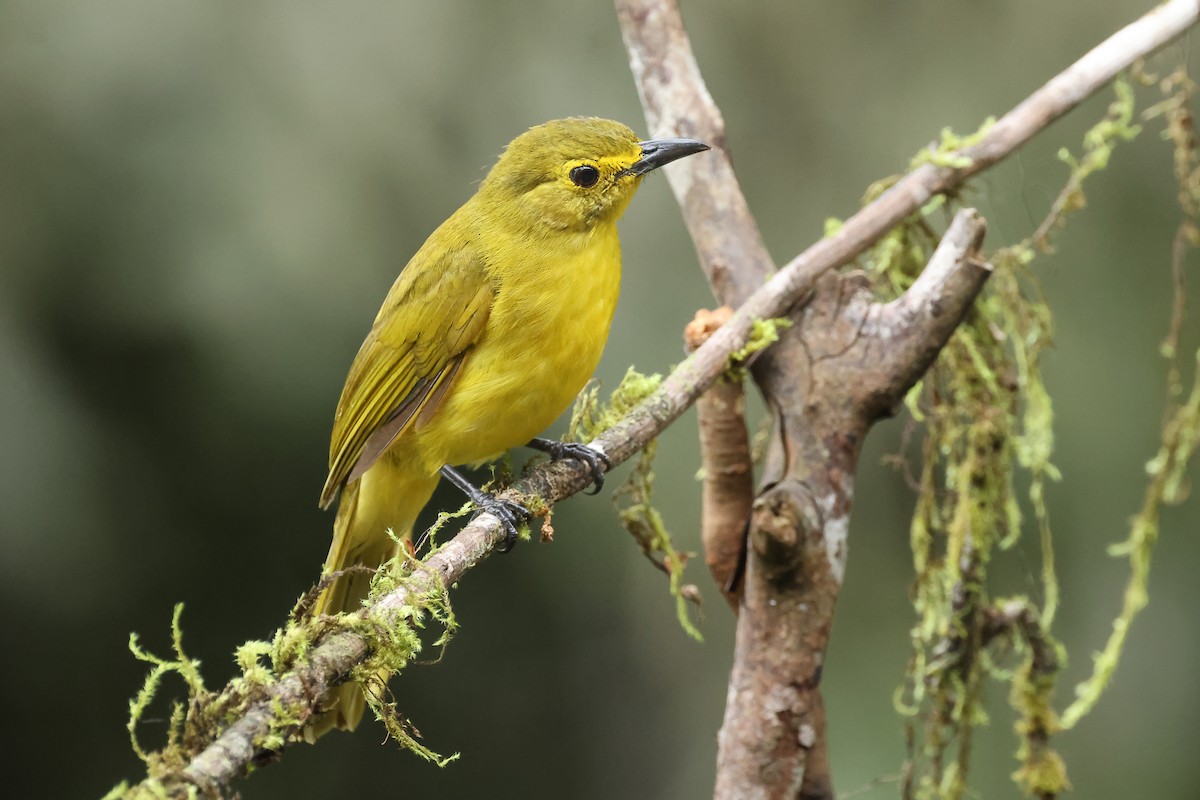 Yellow-browed Bulbul - ML647167063