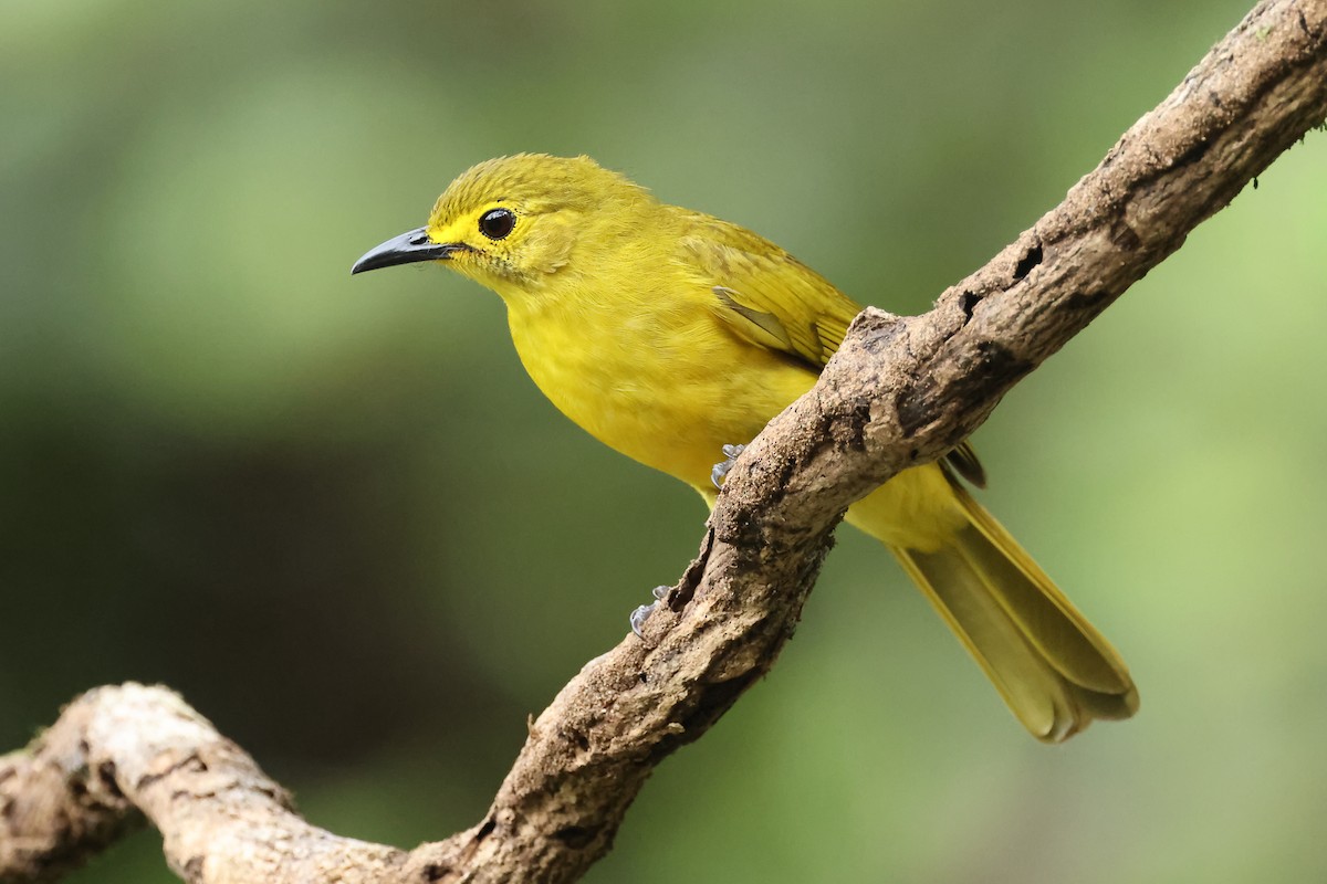 Yellow-browed Bulbul - ML647167064