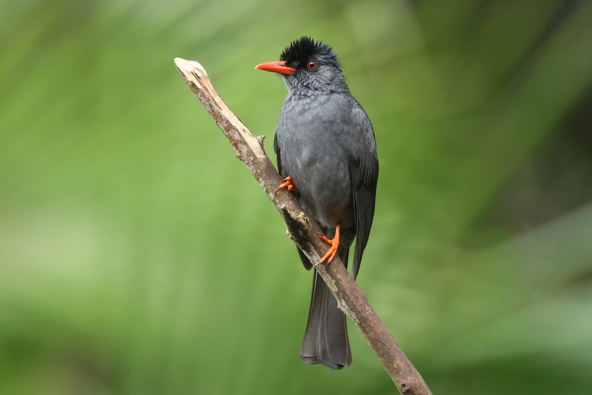 Square-tailed Bulbul - ML647167065
