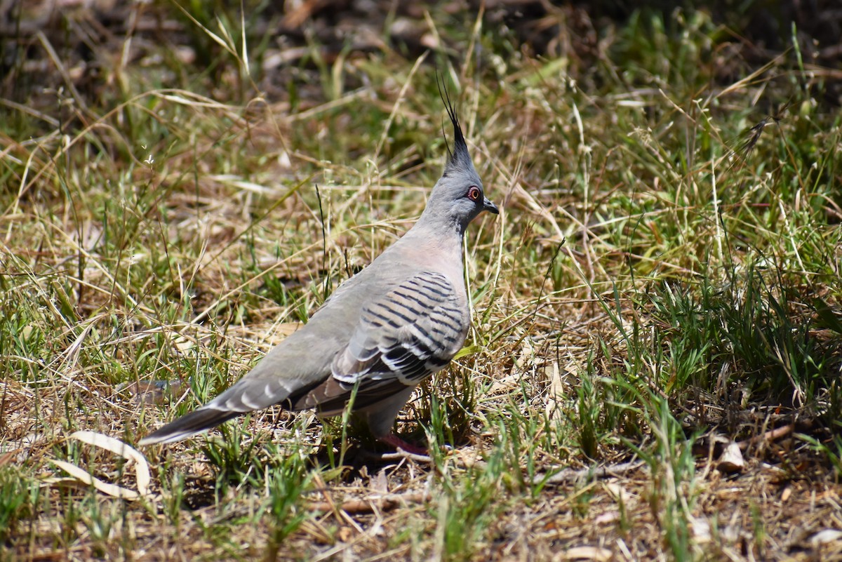 Crested Pigeon - ML647167067