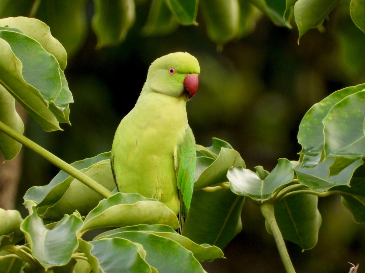 Rose-ringed Parakeet - ML647167068