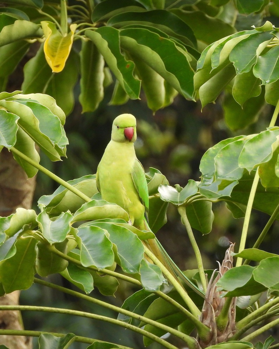 Rose-ringed Parakeet - ML647167069