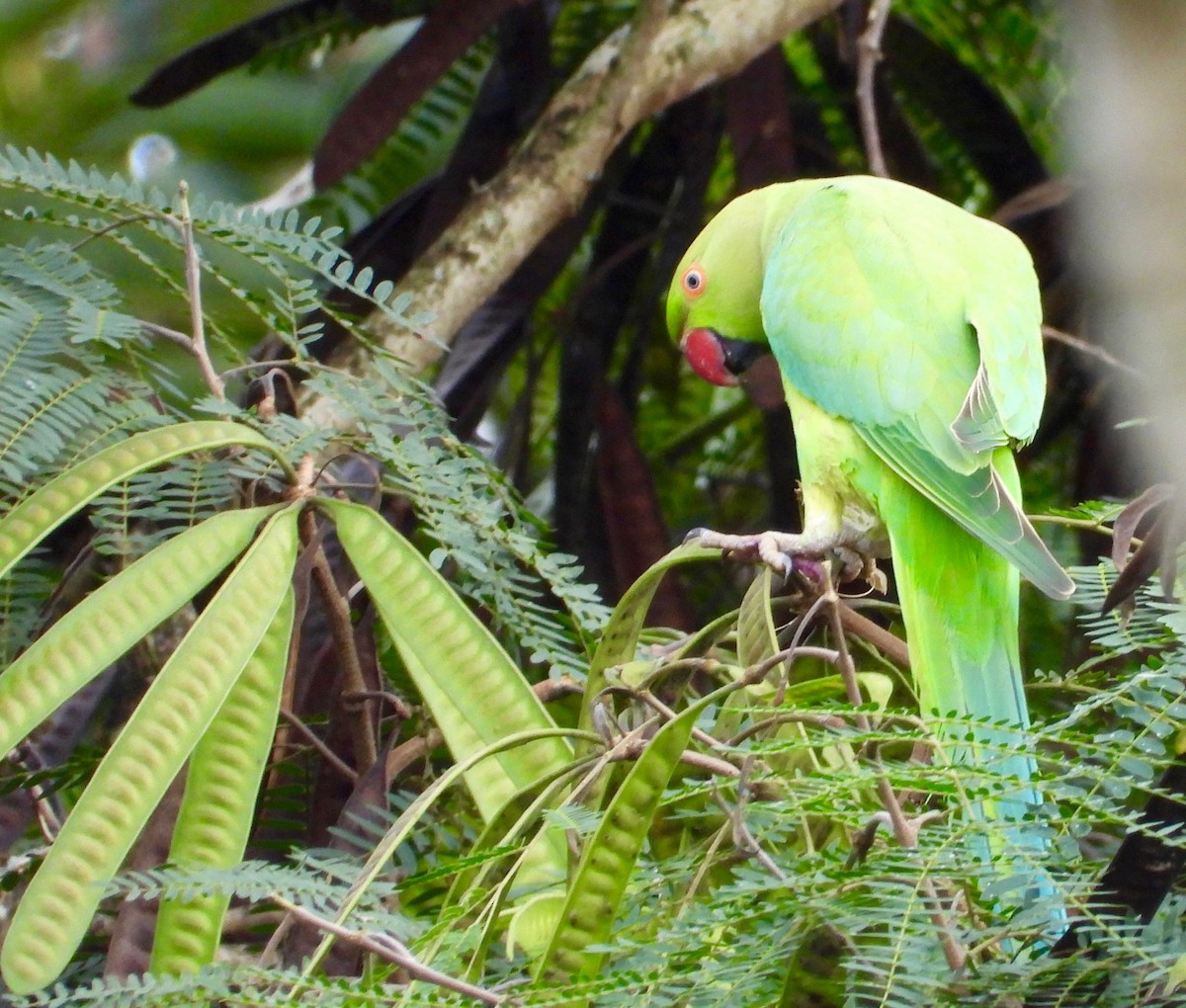 Rose-ringed Parakeet - ML647167070