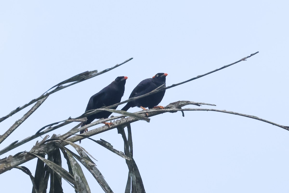 Sri Lanka Myna - ML647167071