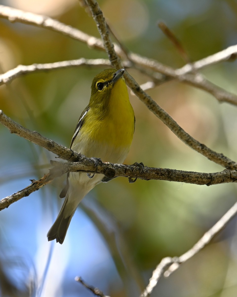 Yellow-throated Vireo - ML647167072