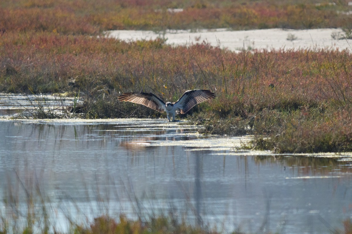 Osprey - ML647167076