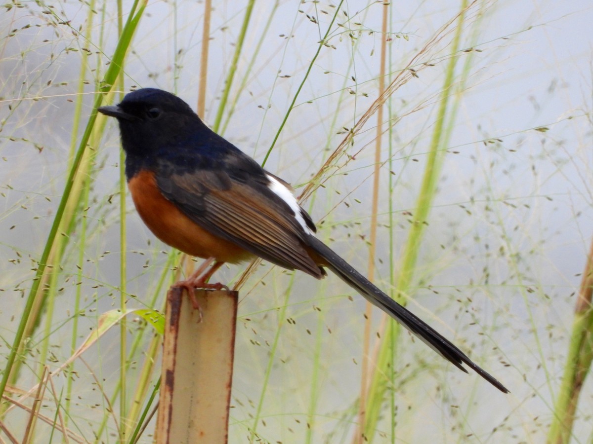 白腰鵲鴝(malabaricus群) - ML647167077