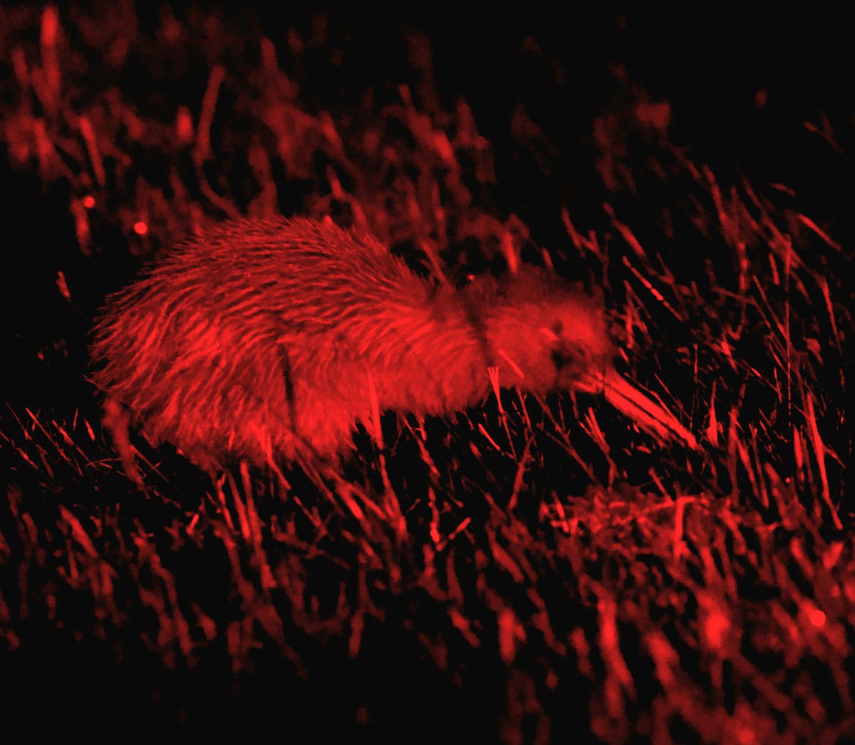 Ківі бурий - ML647167079