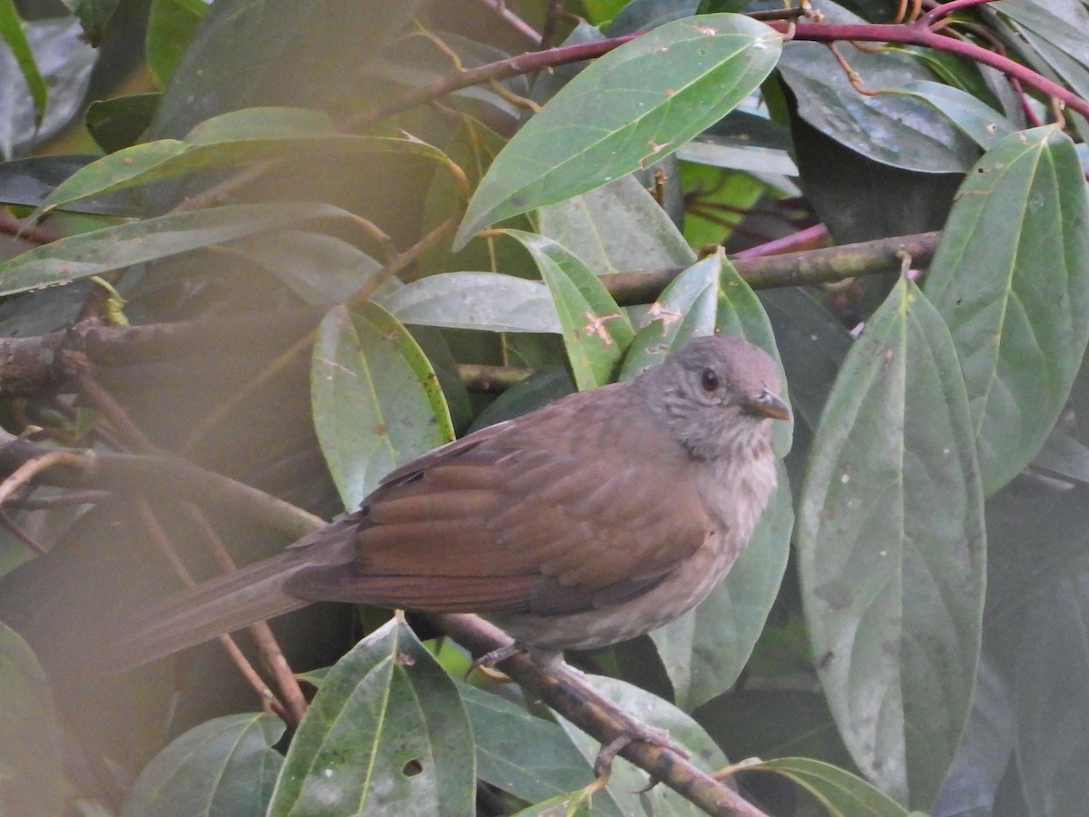 Zorzal Sabiá - ML647167087