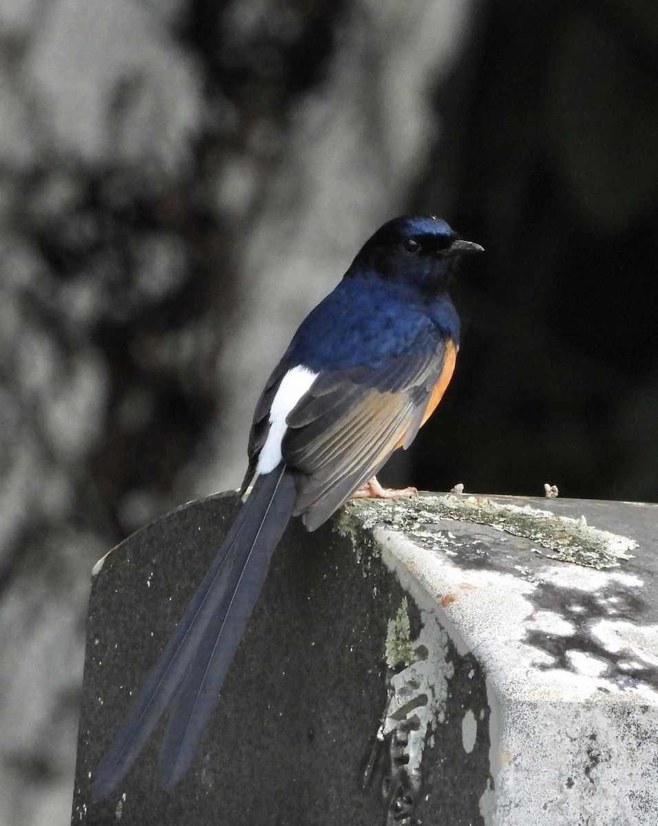 白腰鵲鴝(malabaricus群) - ML647167088