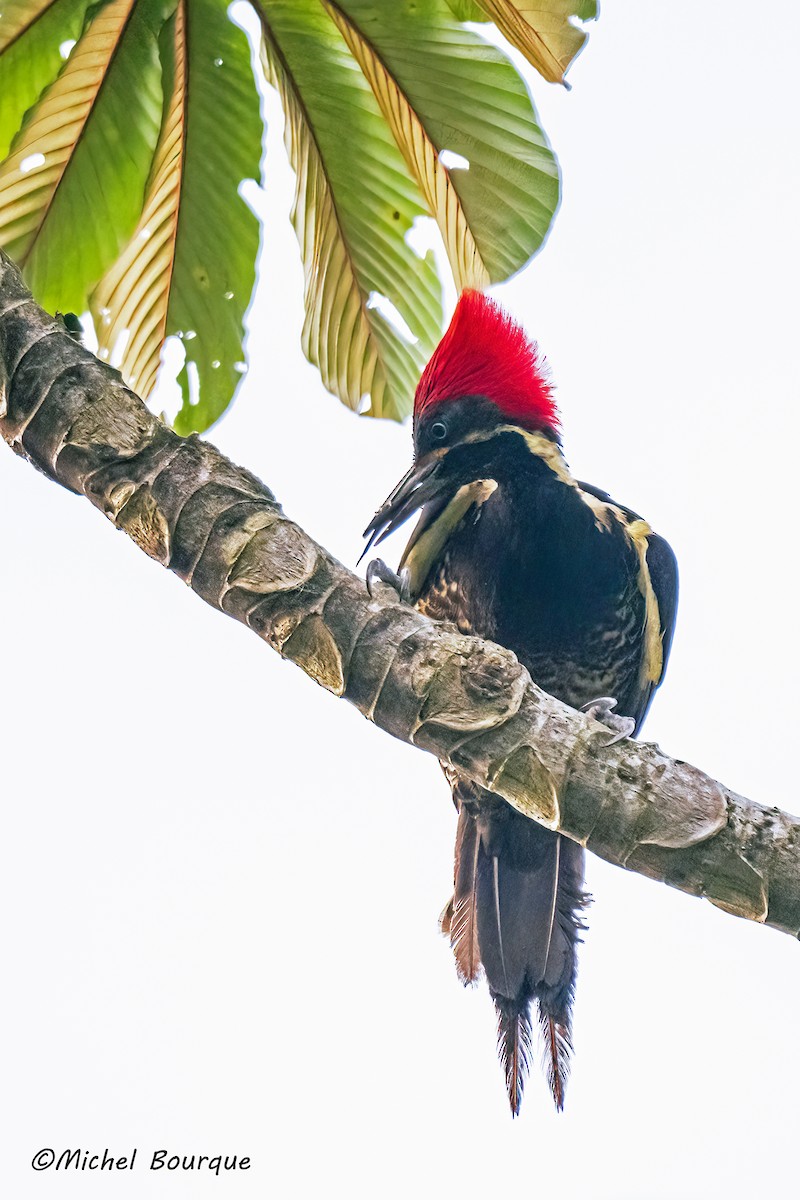 Lineated Woodpecker - ML647167092