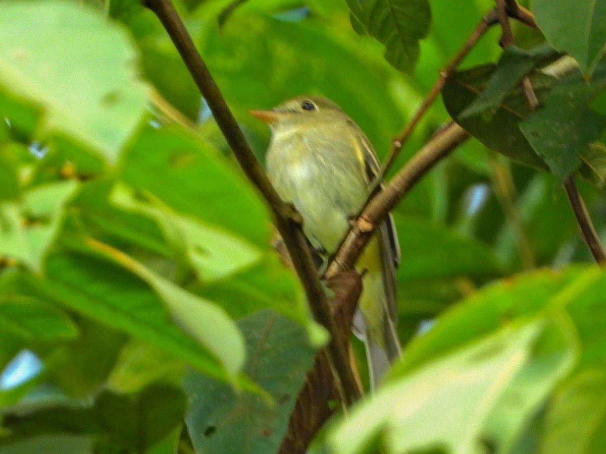 Acadian Flycatcher - ML647167100