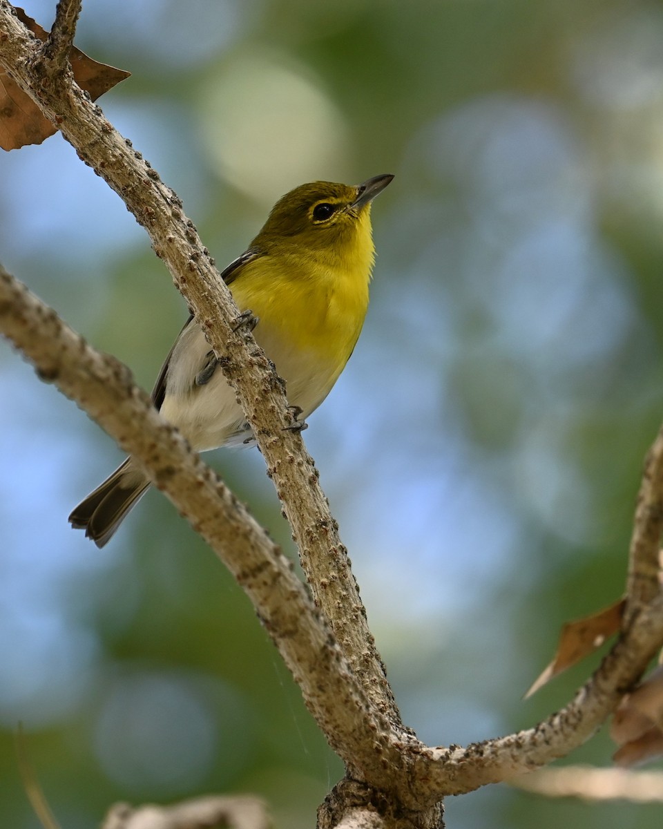 Yellow-throated Vireo - ML647167105