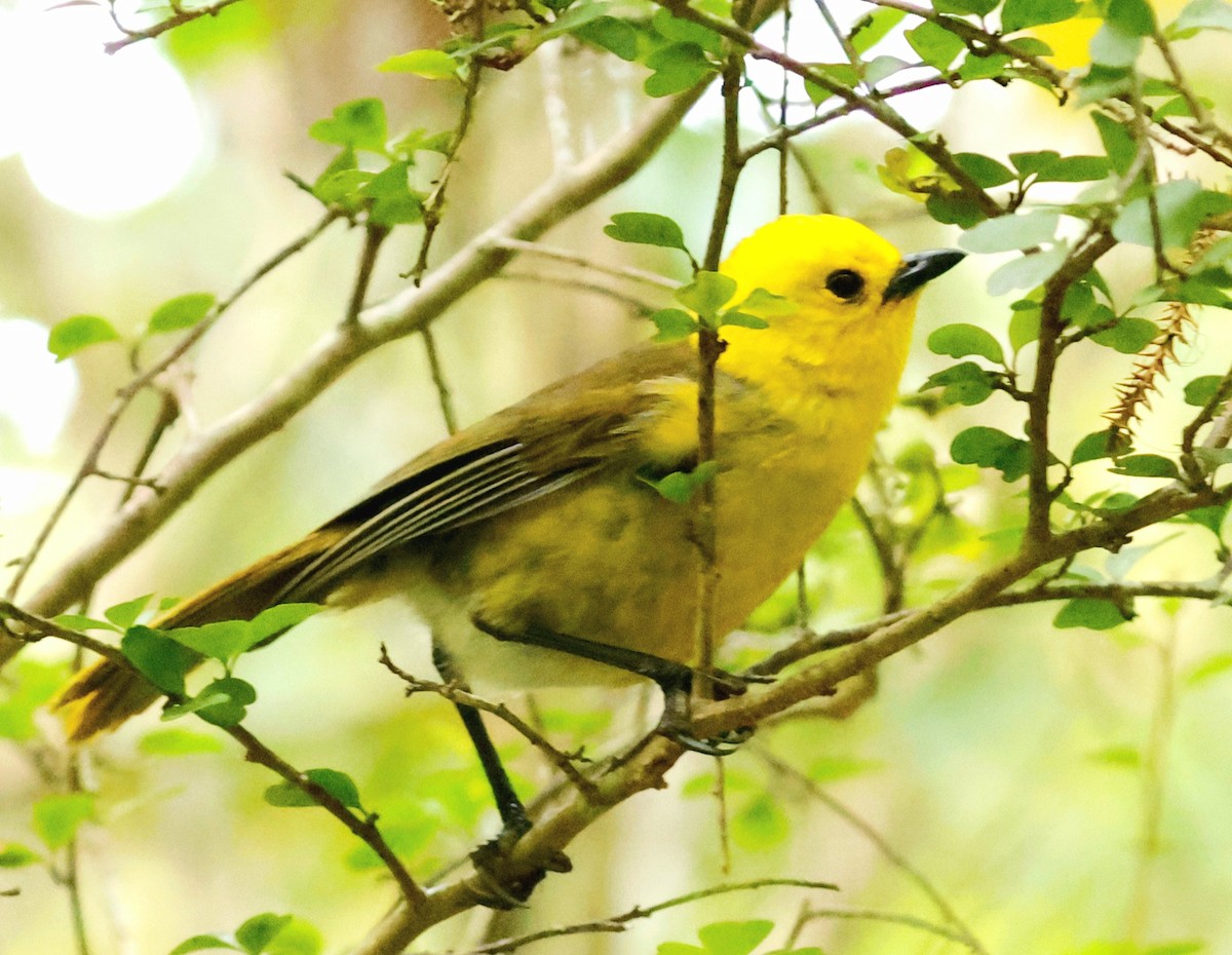 Могуа жовтоголовий - ML647167106