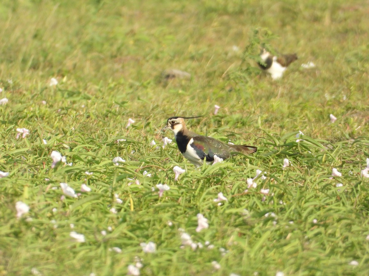 Northern Lapwing - ML647167108