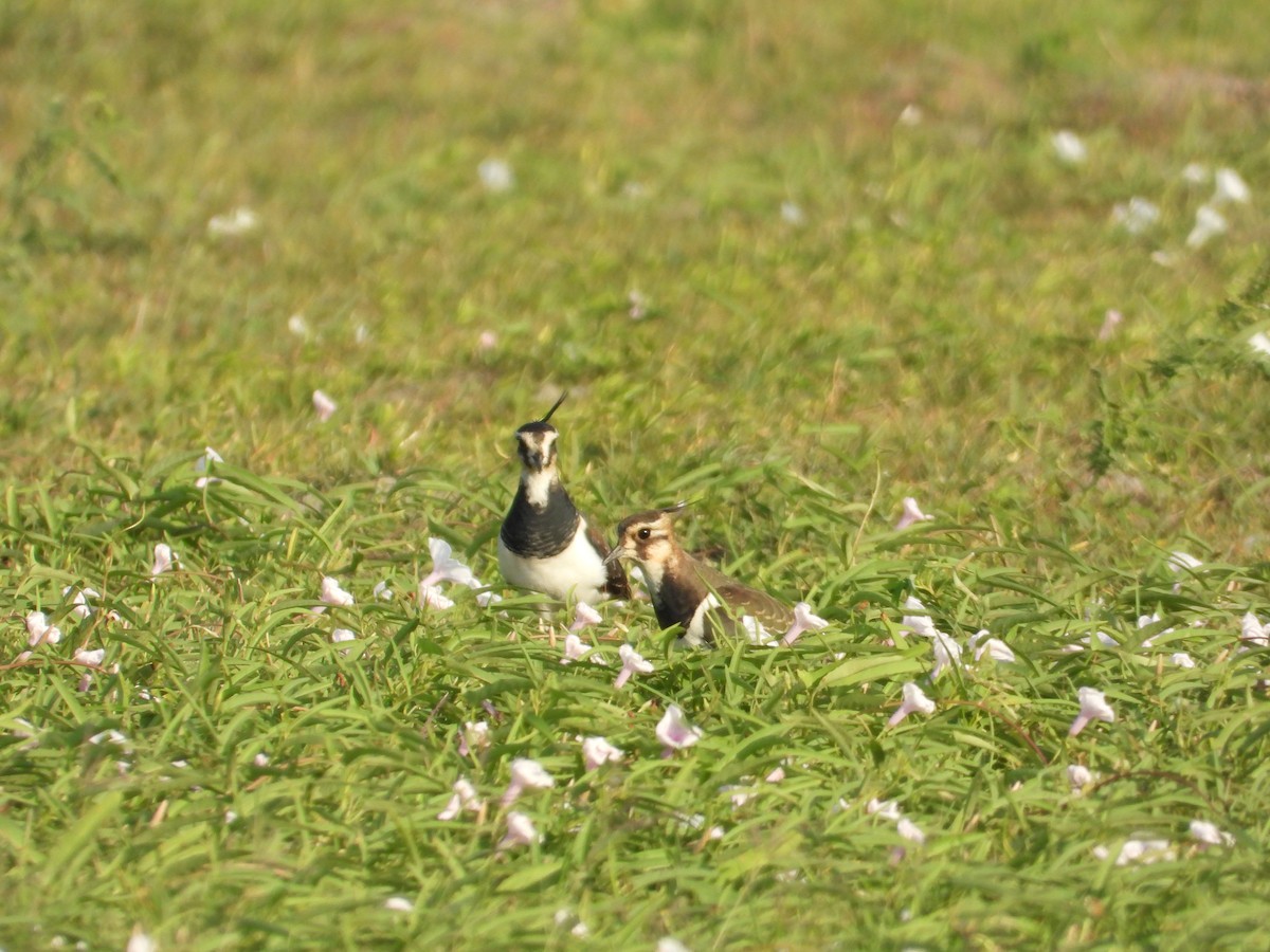 Northern Lapwing - ML647167111