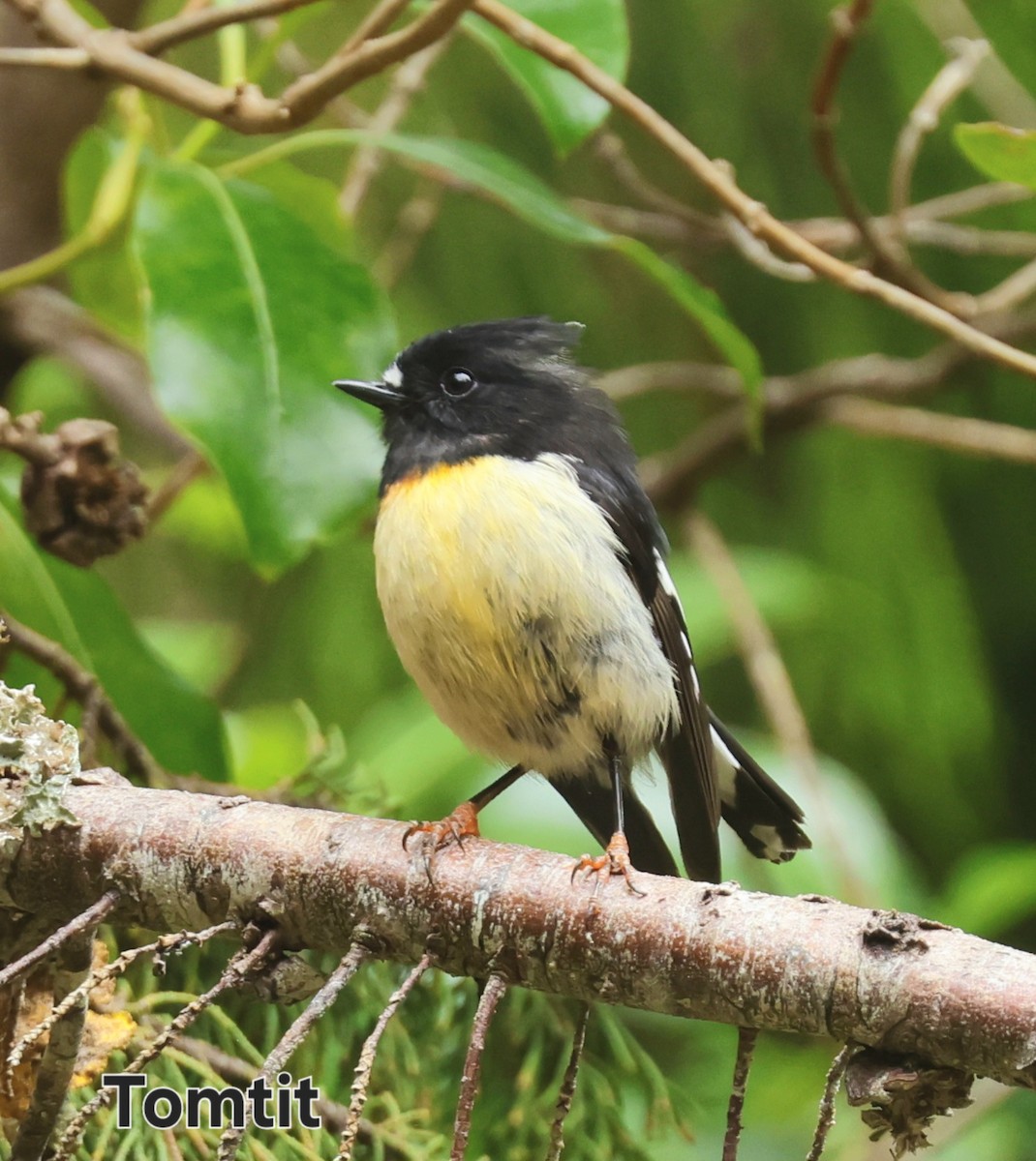 Тоутоваї великоголовий - ML647167112