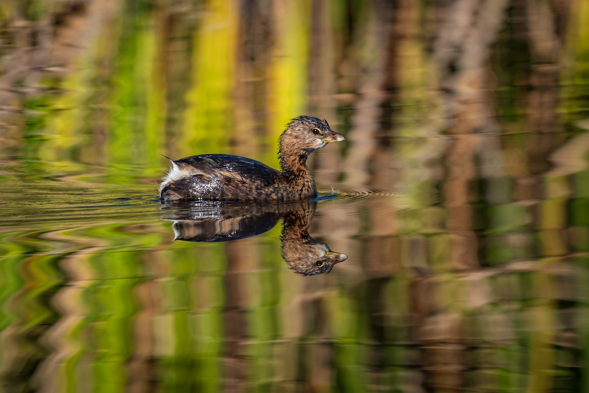 Pied-billed Grebe - ML647167114