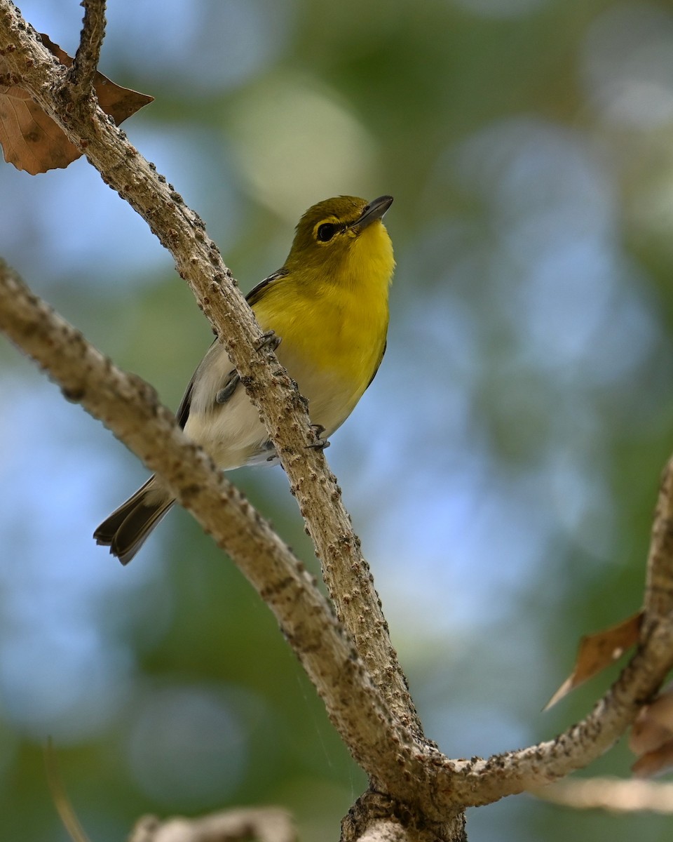 Yellow-throated Vireo - ML647167122