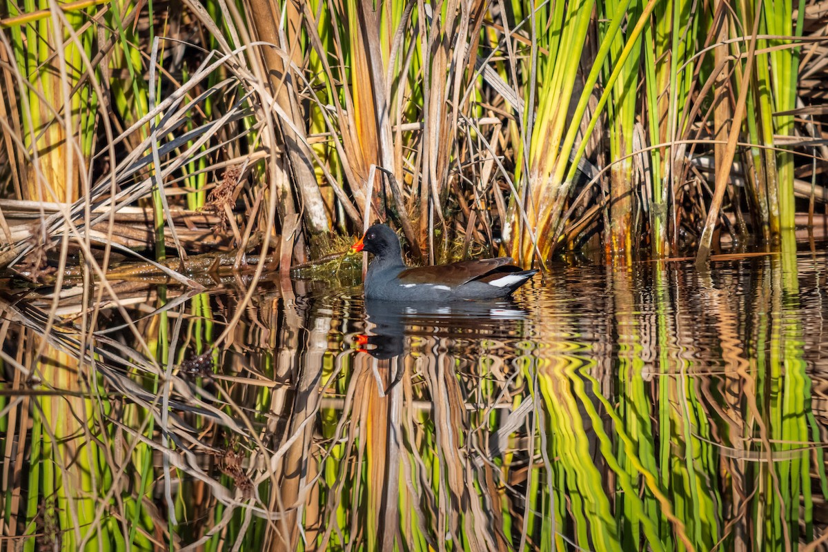 Common Gallinule - ML647167126
