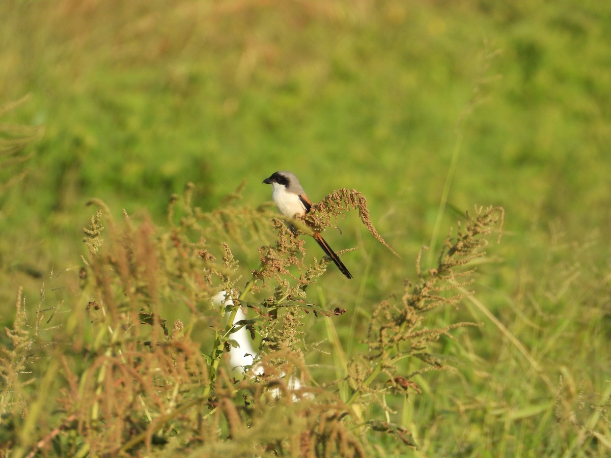 Long-tailed Shrike - ML647167127