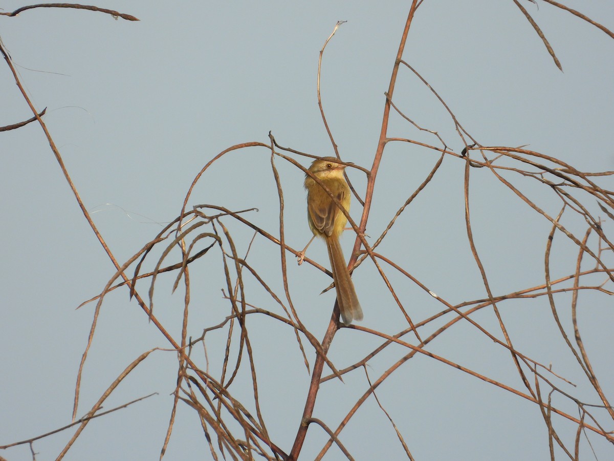 Plain Prinia - ML647167128