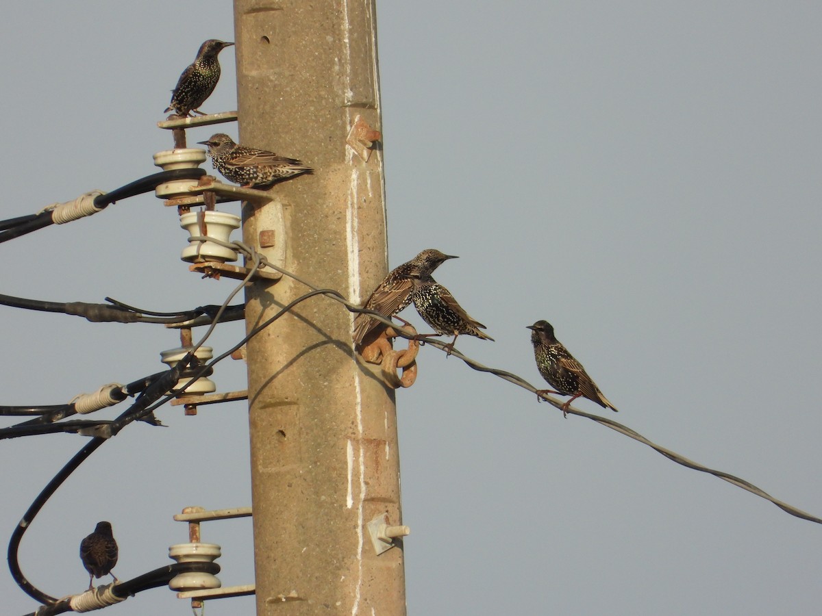 European Starling - ML647167130