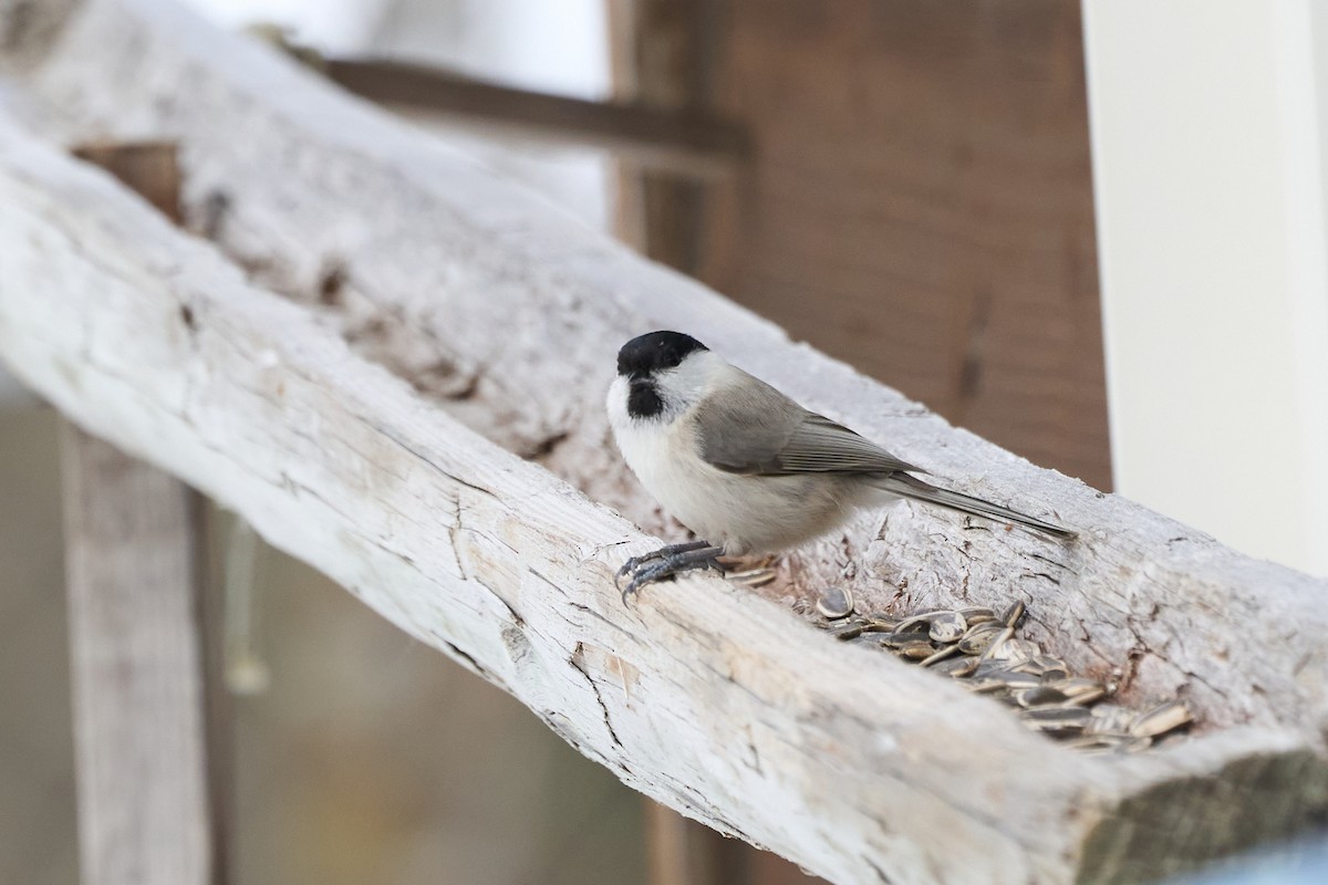 Marsh Tit - ML647167133