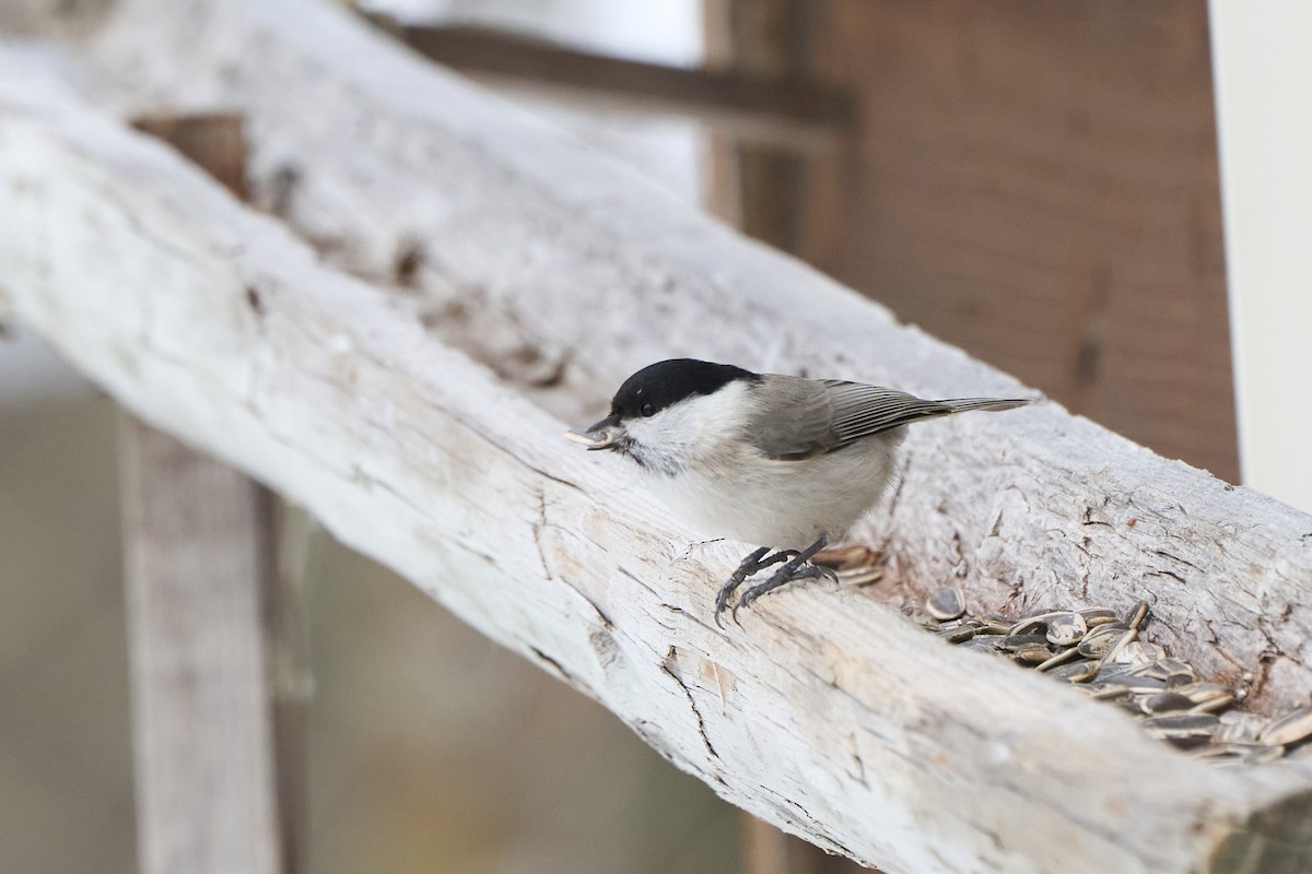 Marsh Tit - ML647167134