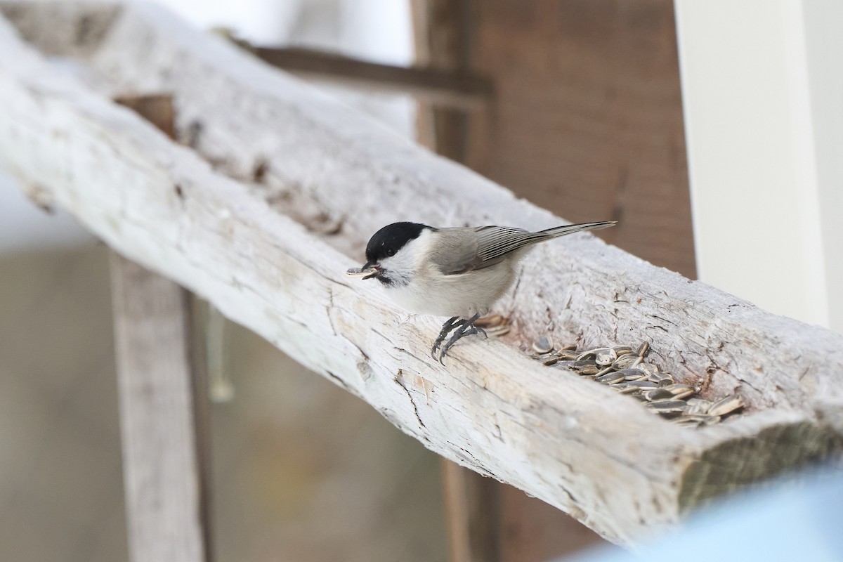 Marsh Tit - ML647167135