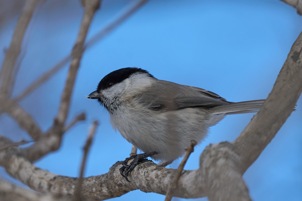 Marsh Tit - ML647167136