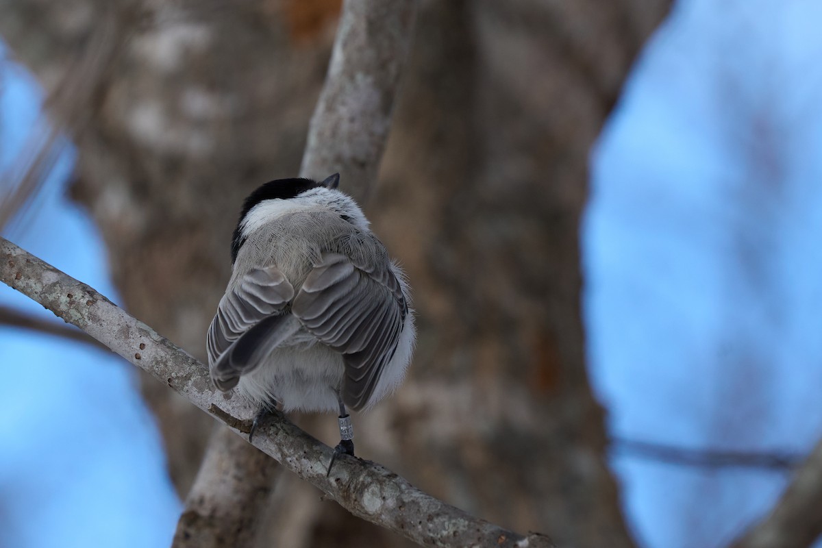 Marsh Tit - ML647167137