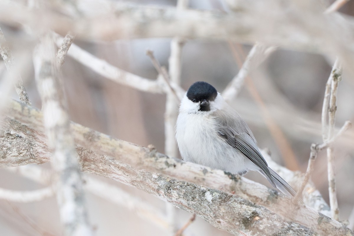 Marsh Tit - ML647167138