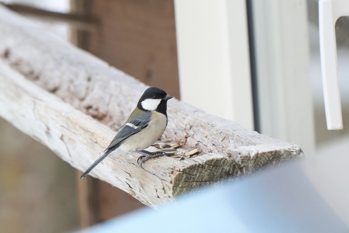 Asian Tit (Japanese) - ML647167140