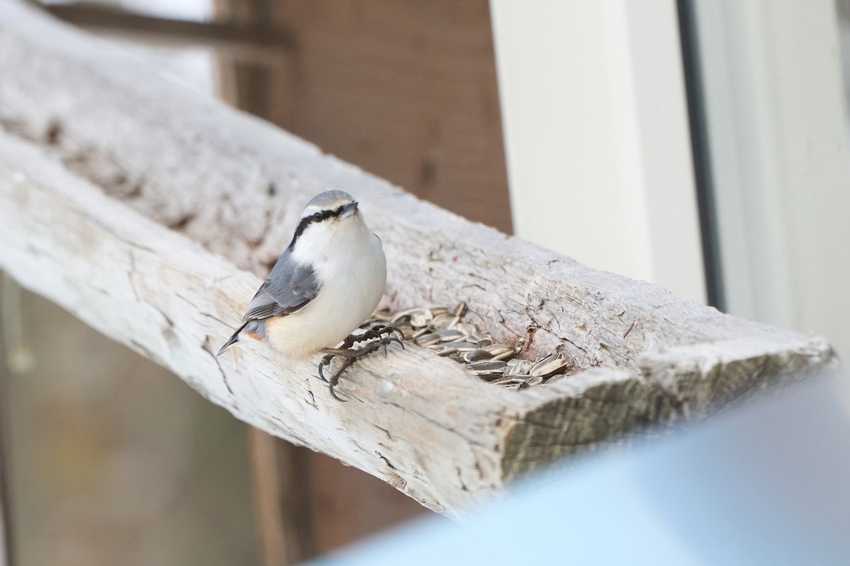 Eurasian Nuthatch (White-bellied) - ML647167143