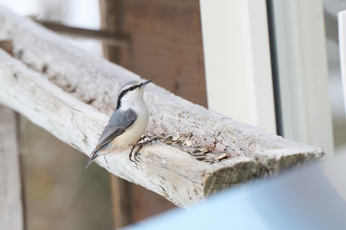 Eurasian Nuthatch (White-bellied) - ML647167144